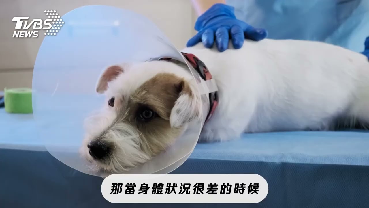 狗狗為何狂抓癢?當心疥癬蟲、毛囊蟲在作祟!按時投藥打造內外防護力
