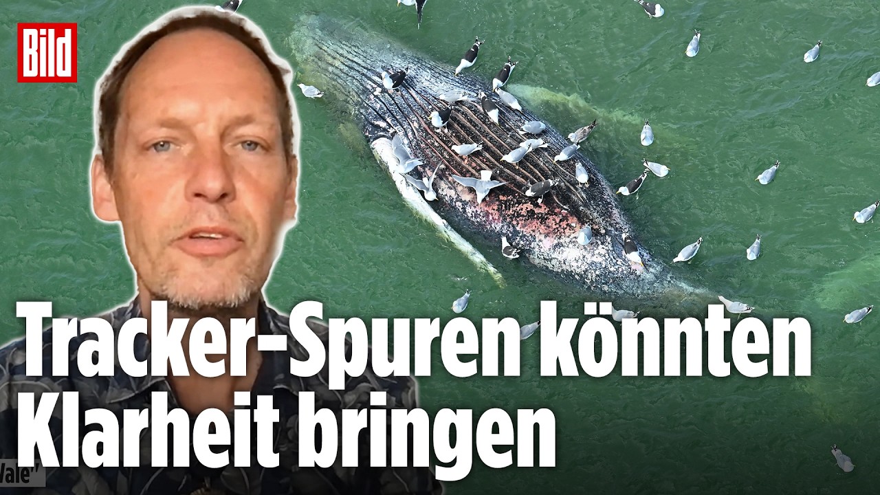 Wal-Experte Fabian Ritter über den toten Wal vor Dänemark – Ist es Timmy?