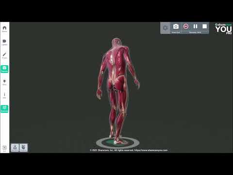 Geschlechtsorgane- Überblick