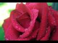 Million Scarlet Roses (Alla Pugacheva ) 