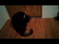 Full-Grown Cat Squeezes Under Door!