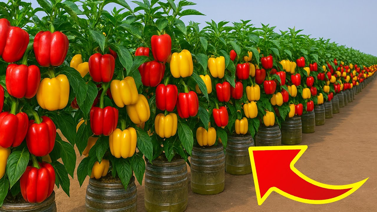 SHOCKING Way to Grow Bell Peppers Will Blow Your Mind