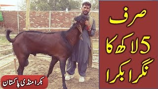 MAKHI CHEENA, TEDDY and NAGRA BAKRA FOR SALE IN LAHORE BAKRA MANDI SHAHPUR KANJRA FOR BAKREID 2018