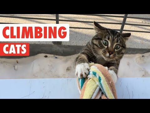 Climbing Cats | Funny Cat Compilation 2017