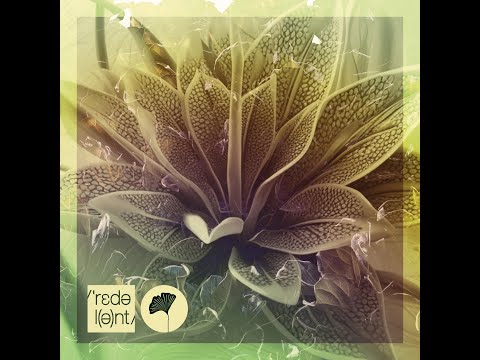 Bakean, Tebra - Outra Vez (Dimo Bg Remix)