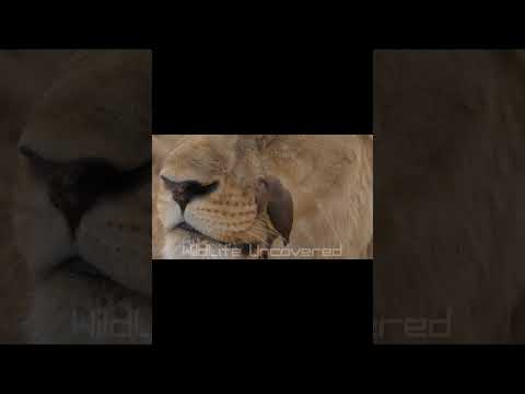 Lion Trusts a Tiny Oxpecker Bird | Nature's Little Doctor | #shorts  #viral #youtubeshorts #ytshorts