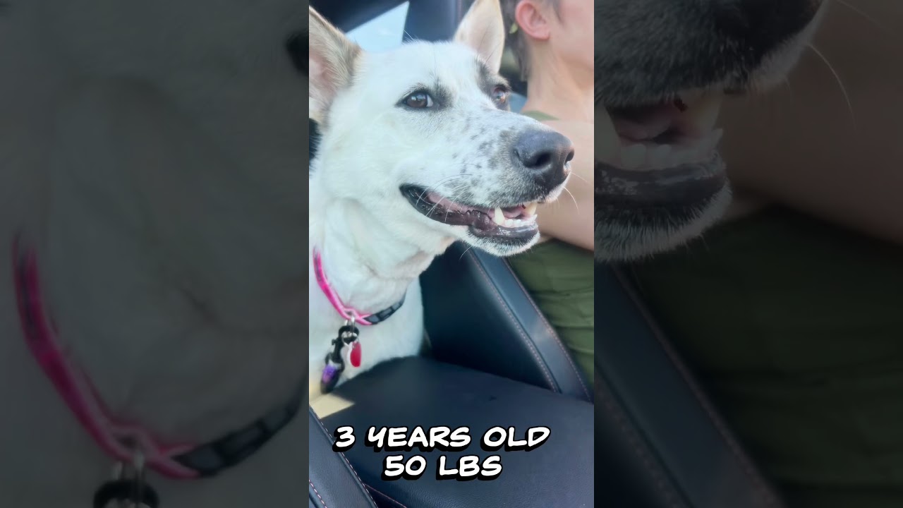 Enlarge Pear Blossom, a Adoptable mixed breed in Los Angeles, CA video 5/6