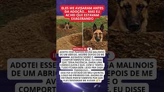 Adotei um pastor-belga Malinois e isso aconteceu no primeiro dia