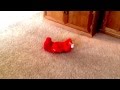 Pug Winston And Tickle Me Elmo