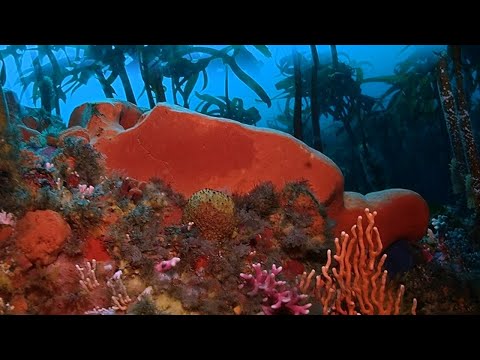 Rocky Banks Deep Dive Cape Point