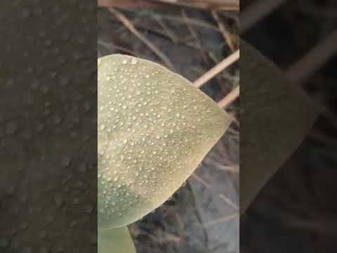 Good morning 🌅🌄 #shabnam #beauty of nature #youtubeshorts