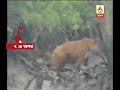 Tiger Captures In The Camera Of Tourists At Sundarban
