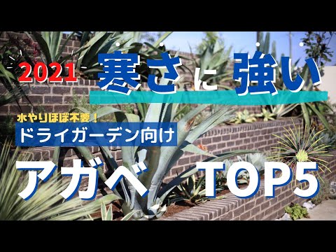 屋外のサボテンのポット マミラリア ピンクの花