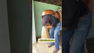 This Man Gives His Horse a Stunning Haircut 🐴✂️✨#shorts