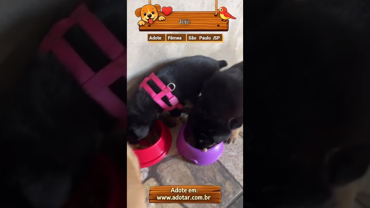 Cachorro raça SRD-ViraLata idade 2 a 6 meses nome Juju