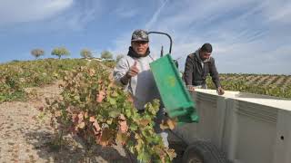 Zinfandel Harvest at Peachy Canyon's Dry-Farmed Windmill Vineyard in P