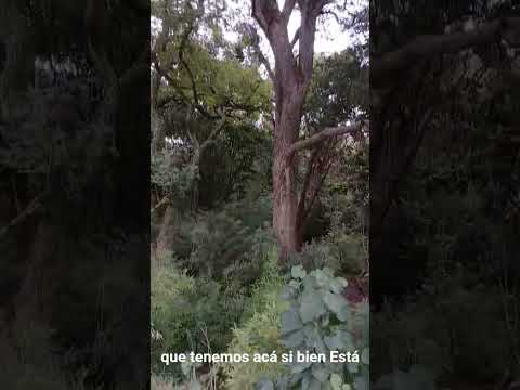 La Picada. Dto. Tala. Parana Campaña. E. Rios. Parte 10