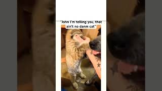 John I'm telling you, that no damn cat #John #funny #thestupids #whatssofunny #memearchive #comedy