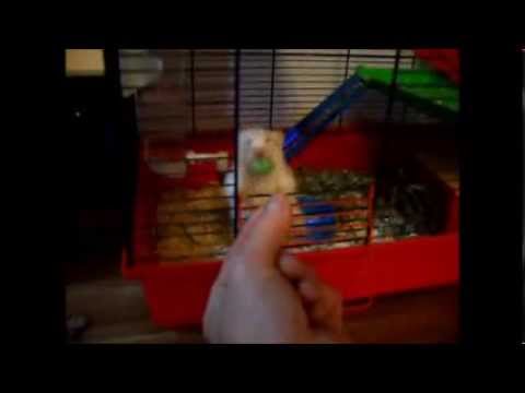 Clever Hamster Can Hear Dropping Food