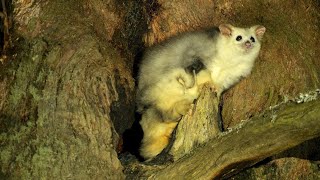 Saving the Greater Glider one den tree at a time