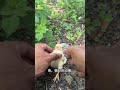 The Consequences Of Bullying The Little Yellow Chicken Are Too Hard For Me Funny