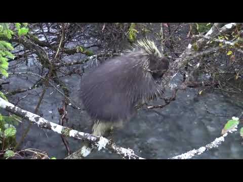 8K African Nature and Wildlife of Sanbona Wildlife Reserve - Relaxation Video & Sounds of Africa