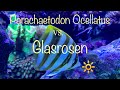 Parachaetodon Ocellatus - Der Kampf gegen die Glasrosen ...