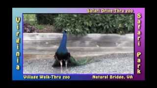 preview picture of video 'Peacock Virginia Safari Park  Drive Thru Safari Z00  Natural Bridge Virginia'