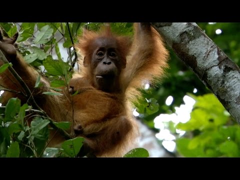 Baby Orangutan has strong bond with mum - Animal Super Parents: Episode 1 Preview - BBC