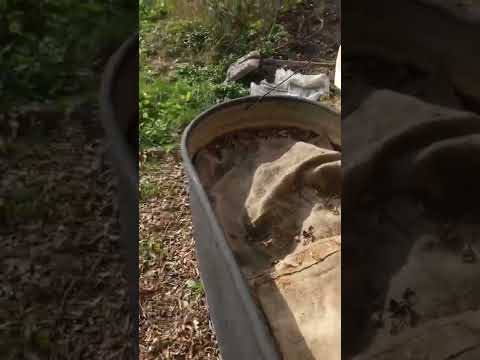 Outdoor worm farm introduction