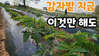 감짜 싹 올라오면 이건 꼭해야 굵고 다수확! 늦으면 절대 안됨