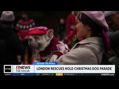 Two rescue dog charities in London joined forces for holidays - YouTube