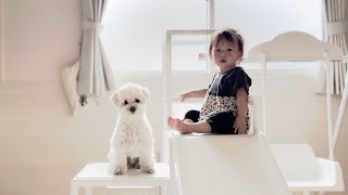 【猛暑】兄犬と1歳妹のおうち時間を充実させるスーパーアイテムが凄すぎた【自宅保育】