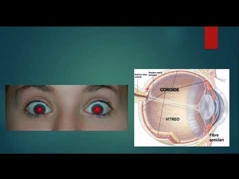 ANATOMIA DO OLHO