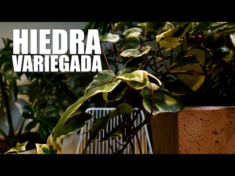 , title : 'HIEDRA VARIEGADA en Plantas y Jardines - Teleamiga'