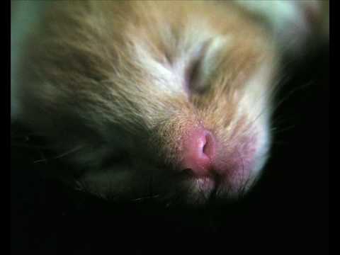 Sender Berlin - Sound & zeit 1