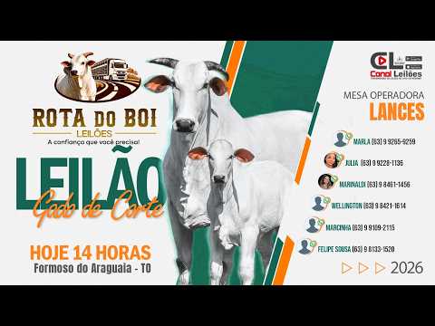 LEILÃO GADO DE CORTE ROTA DO BOI LEILÕES | FORMOSO DO ARAGUAIA-TO - 02/09/2026
