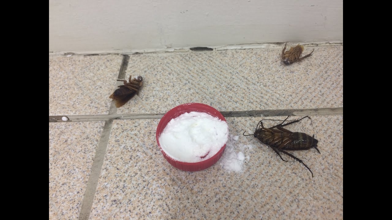 Como acabar com as BARATAS sem VENENO - RECEITA INFALÍVEL !