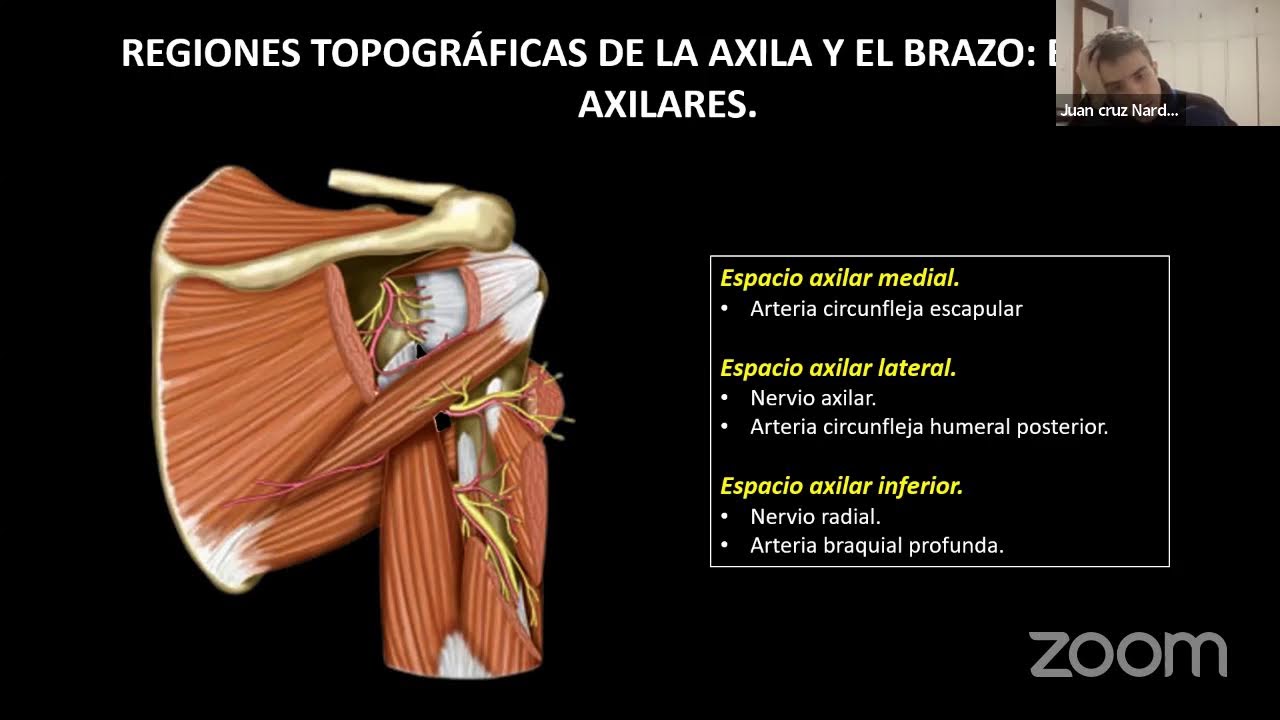 PARALELO DE ANATOMÍA - MIEMBRO SUPERIOR I