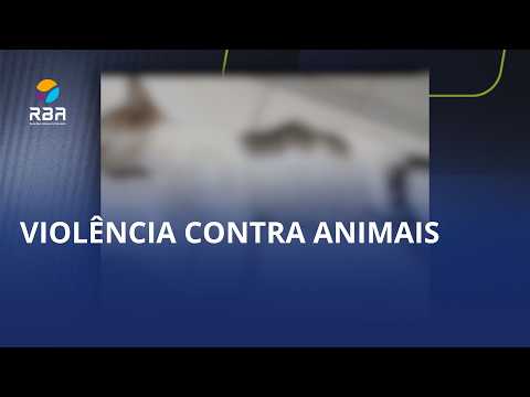 Maus-tratos contra gatas em Laurentino