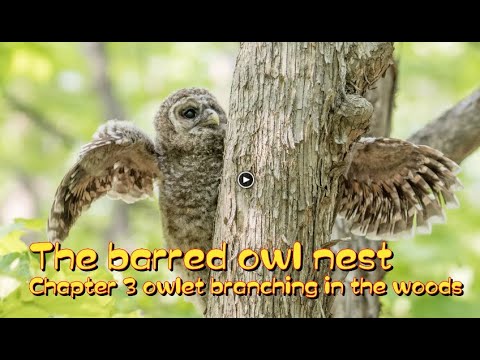 2020.3 The barred owl nest - Owlet branching in the woods