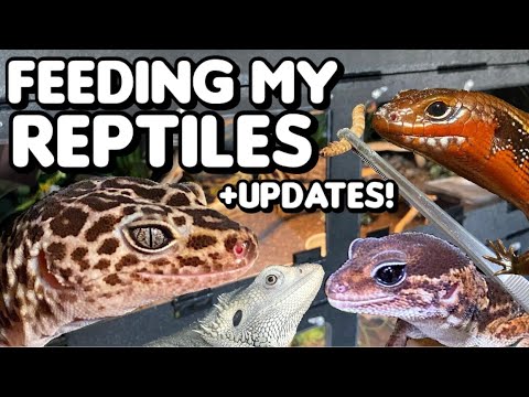 FEEDING MY REPTILES + PET UPDATES