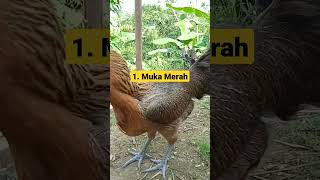 Download lagu Ciri-ciri indukan Ayam Ayam Pelung mau bertelur #ayampelung #indonesia #indukansuper #shorts mp3