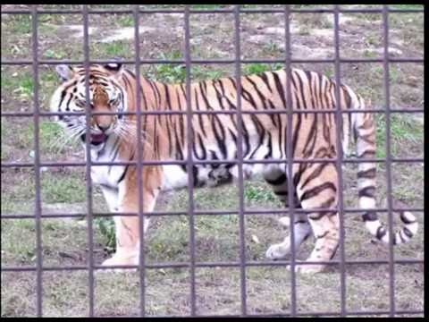 I talked to the big wild cats