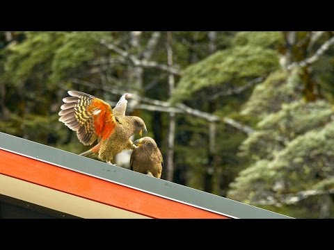 Kea Parrots Playing on a Roof in New Zealand