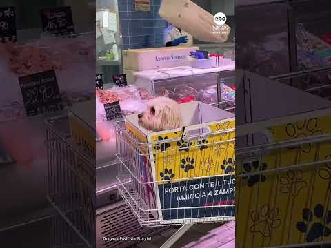 Italian grocery store equips carts with special boxes for dogs