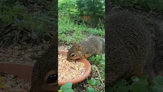 Download lagu ⭐ The Best Cat TV - Cute Squirrels & Birds for Cats to Watch - Relaxing Nature Sounds in HD #cattv mp3 Download lagu ⭐ The Best Cat TV - Cute Squirrels & Birds for Cats to Watch - Relaxing Nature Sounds in HD #cattv mp3