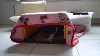 Rikka doing a MAGIC TRICK :3 うさぎマジック～！