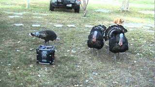 Turkeys gobbling up Robert Earl Keen
