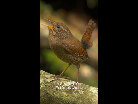 ビーウィックミソサザイ